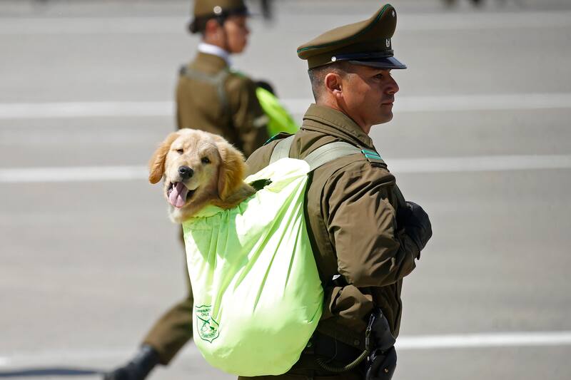 Cachorros de la brigada canina de Carabineros durante la Gran Parada Militar 2024 en la elipse del parque Ohiggins. Créditos: ATON.