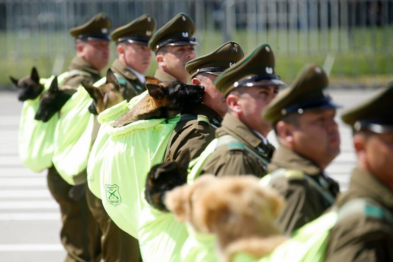 Santiago 19 de septiembre 2024.
Cachorros de la brigada canina de Carabineros durante la Gran Parada Militar 2024 en la elipse del parque Ohiggins
Sebastian Cisternas/Aton Chile