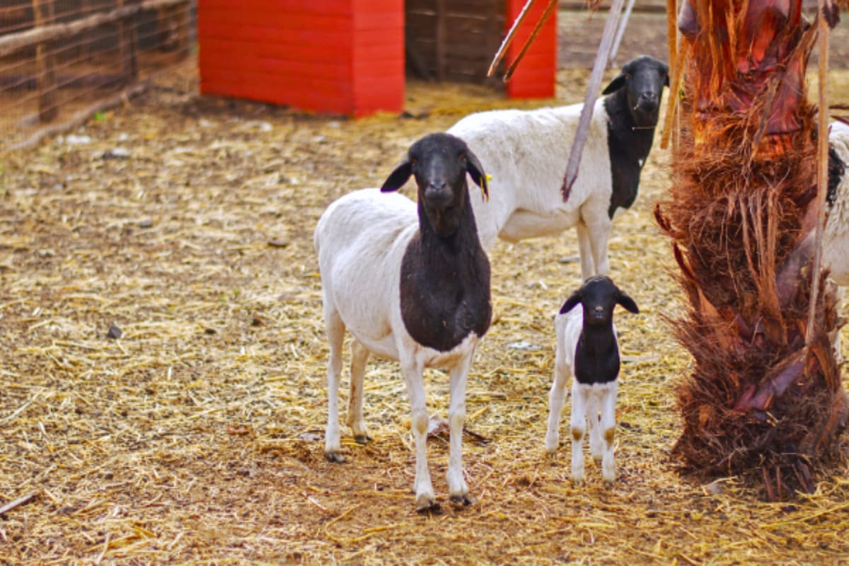 Revisa los horarios y precios para visitar este panorama interactivo cerca de Santiago. Foto: Granja Educativa.