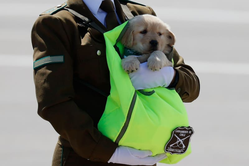 Durante el evento, el escuadrón presentará por primera vez a los cachorros que desfilarán en la Parada Militar 2025. Créditos: Dragomir Yankovic/Aton Chile.