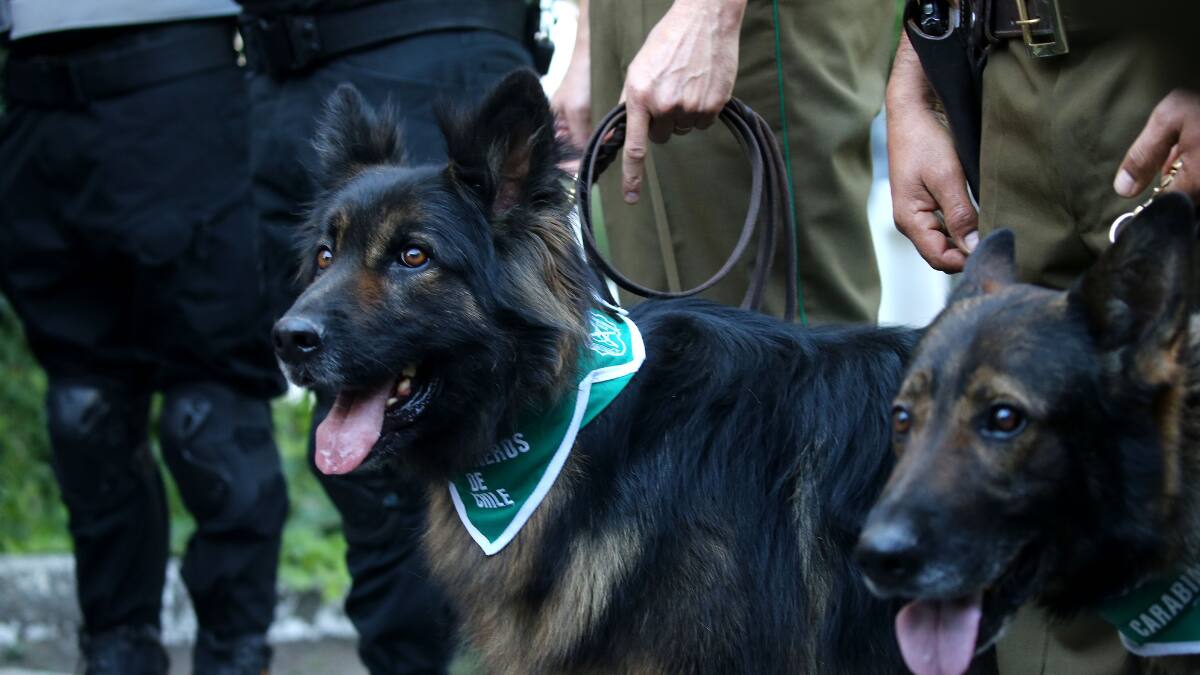 Grupo de Adiestramiento Canino de Carabineros realizará show gratuito en la Región Metropolitana este fin de semana