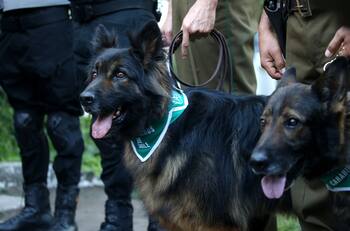 Grupo de Adiestramiento Canino de Carabineros realizará show gratuito en la Región Metropolitana este fin de semana