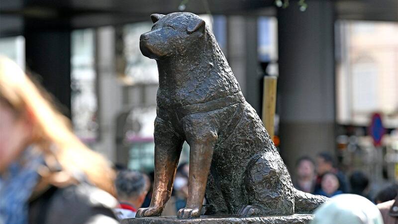 Estatua ubicada en Japón en honor al fiel perro.