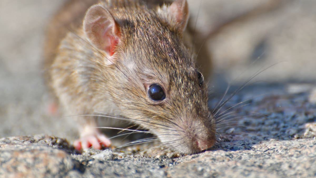 Hantavirus en Chile: ¿Qué es, qué regiones están bajo Alerta Sanitaria y cuáles son los síntomas clave para acudir a urgencias?
