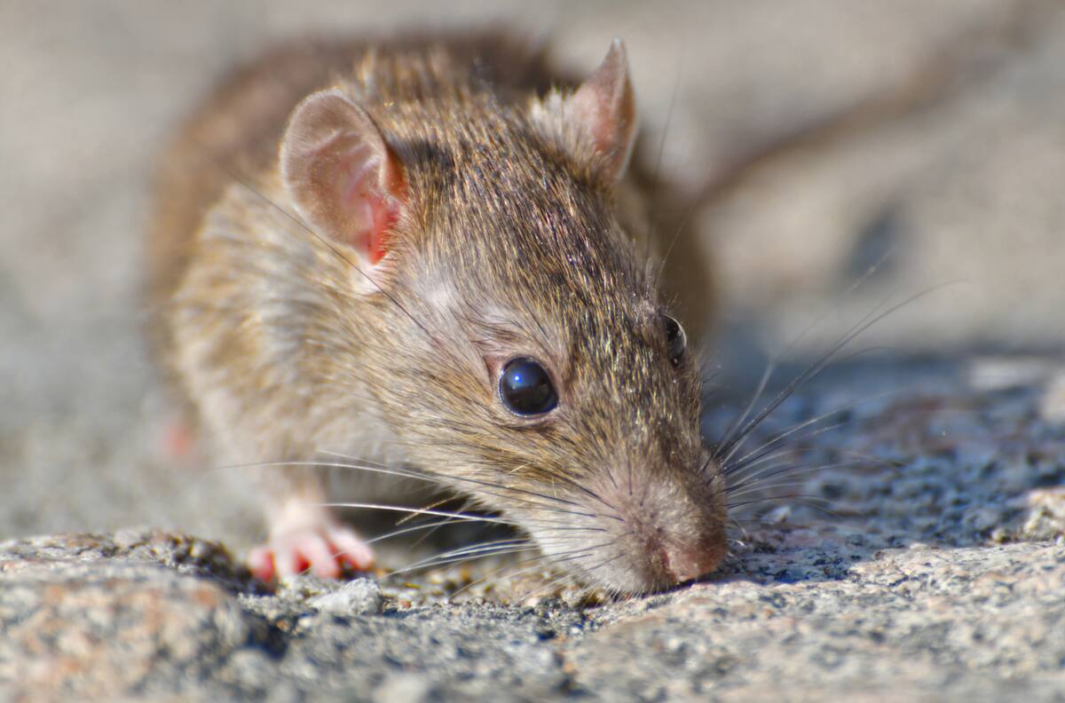 Hantavirus en Chile: ¿Qué es, qué regiones están bajo Alerta Sanitaria y cuáles son los síntomas clave para acudir a urgencias?