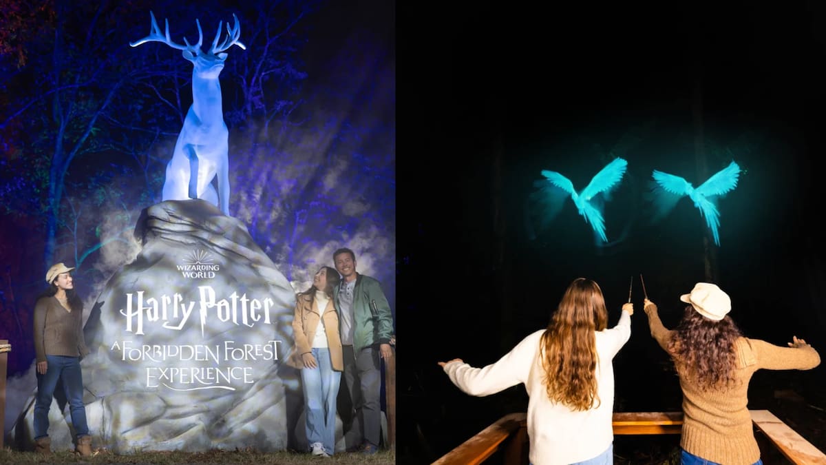 El Bosque Prohibido de Harry Potter llega a Santiago: ubicación, fechas y entradas con descuento
