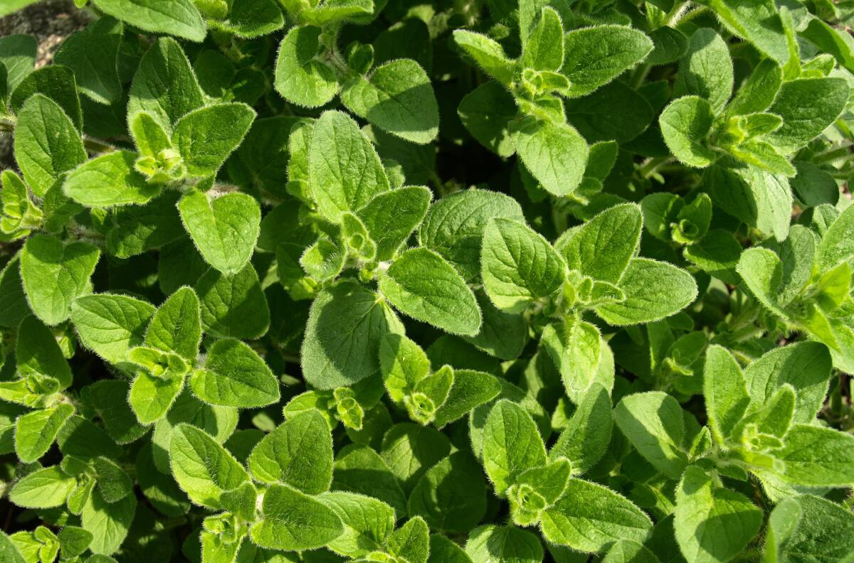 Esta es la hierba que disminuye los dolores que produce la artritis: tiene CINCO beneficios