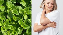 Esta es la hierba poderosa que genera colágeno y fortalece las articulaciones