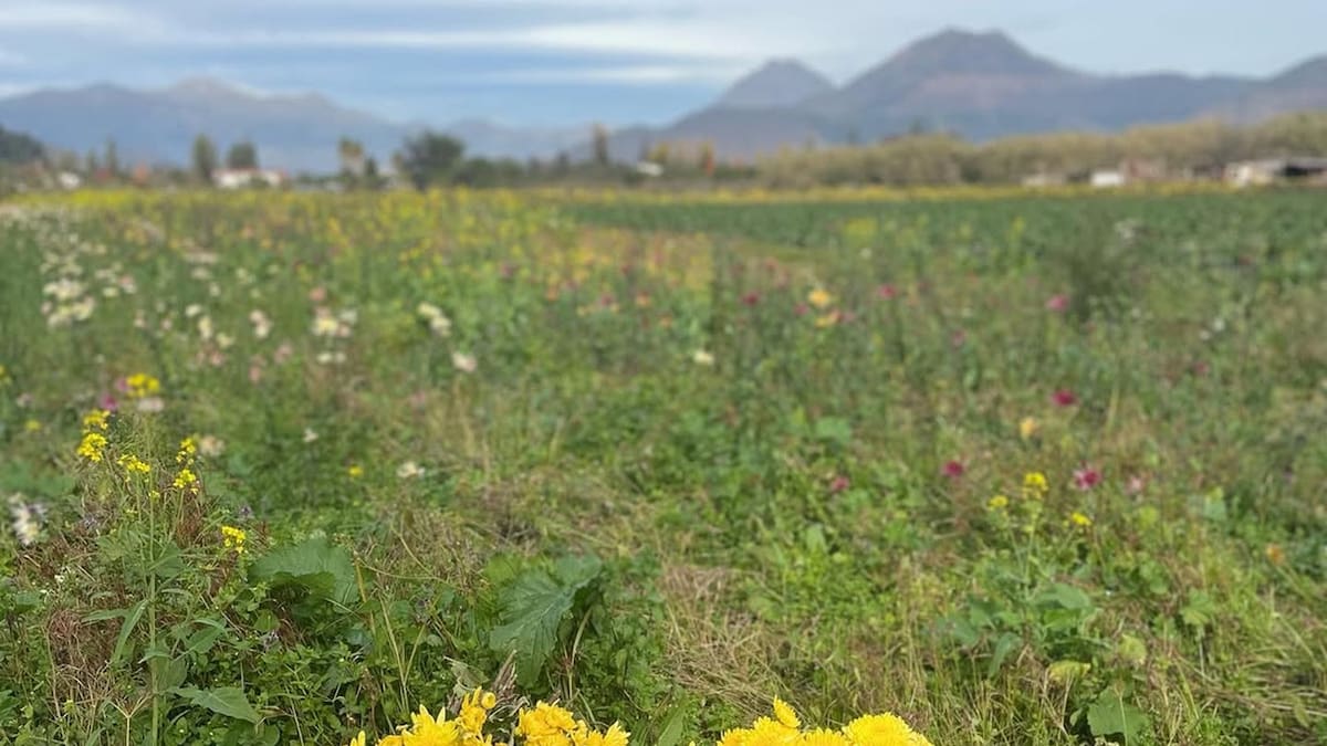 La “capital de las flores” de Chile está a 90 minutos de Santiago y pocos la conocen: viveros, palmas y campo