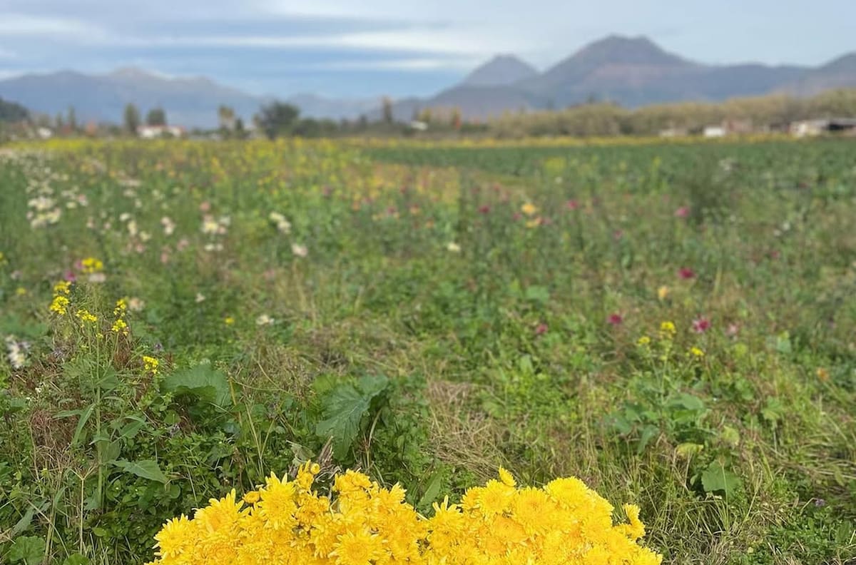 La “capital de las flores” de Chile está a 90 minutos de Santiago y pocos la conocen: viveros, palmas y campo