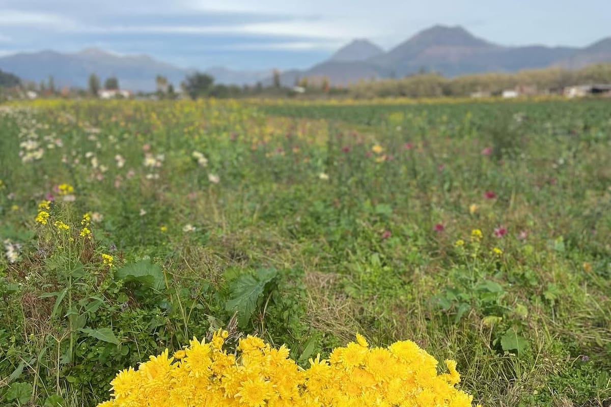 La "capital de las flores" se ubica en la provincia de Quillota. Foto: Turismo Hijuelas.
