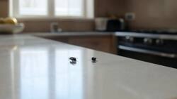 Truco viral para ahuyentar y eliminar moscas de la casa: solo necesitas estos ingredientes
