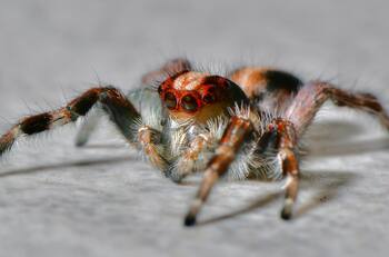 Este es el truco infalible para eliminar las arañas de tu hogar