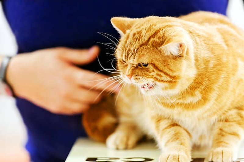 Los gatos son más susceptibles a estos hongos según especialistas y los contagios ya abordan diversas zonas del país.