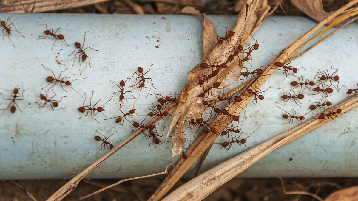 ¿Tienes hormigas en tu casa? Con este simple pero efectivo truco podrás ahuyentarlas