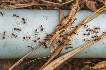 ¿Tienes hormigas en tu casa? Con este simple pero efectivo truco podrás ahuyentarlas