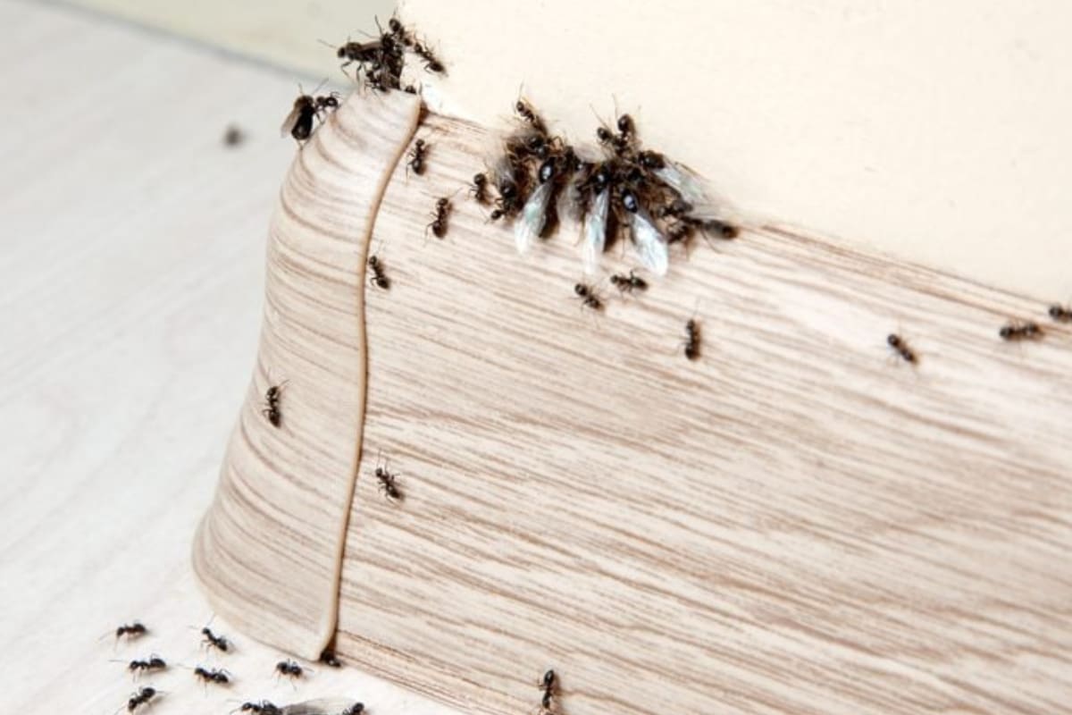 Con esta mezcla le dirás adiós a estos insectos.