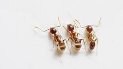 Libera tu hogar de productos tóxicos: Métodos naturales para eliminar hormigas