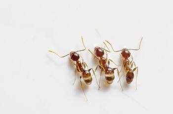 Libera tu hogar de productos tóxicos: Métodos naturales para eliminar hormigas