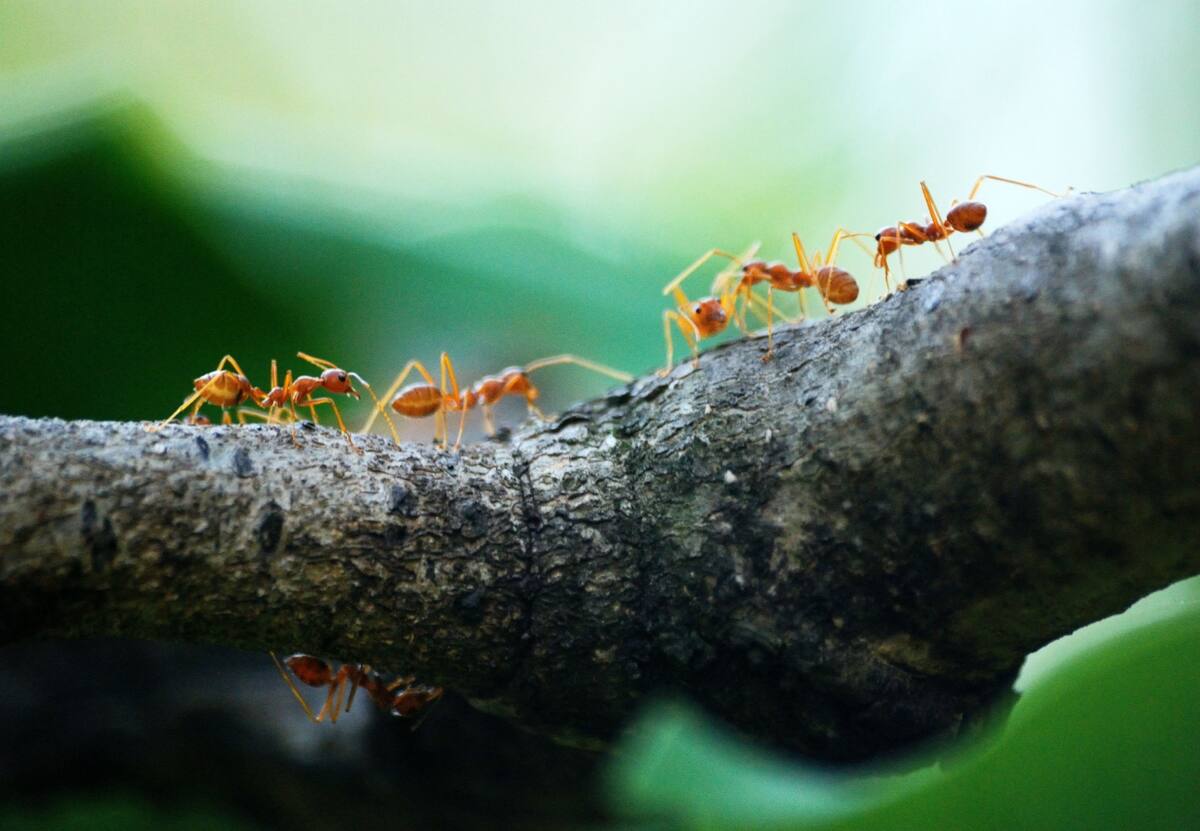 Aunque pueden resultar profundamente molestas, las hormigas cumplen funciones importantísimas en la naturaleza. | Befunky