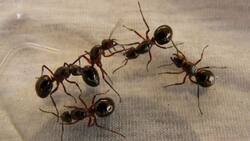 Con estos DOS ingredientes dile adiós para siempre a las hormigas