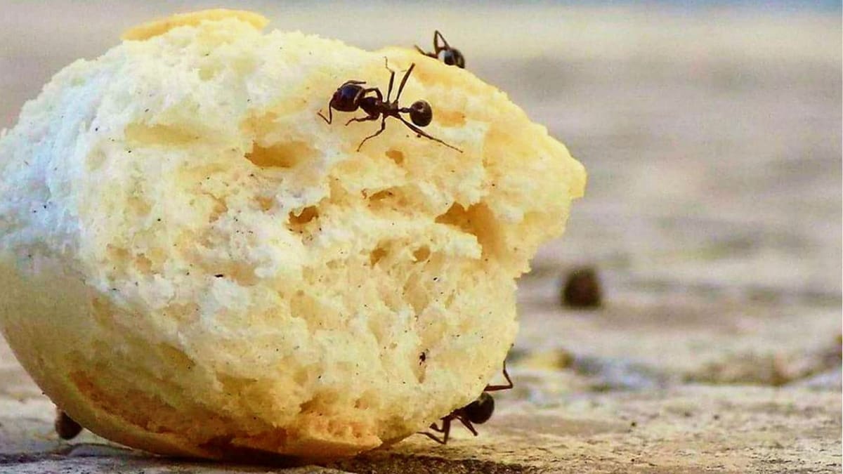 Repelente casero para eliminar las hormigas de tu cocina: no necesitarás bicarbonato de sodio