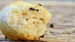 Repelente casero para eliminar las hormigas de tu cocina: no necesitarás bicarbonato de sodio