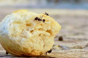 Repelente casero para eliminar las hormigas de tu cocina: no necesitarás bicarbonato de sodio
