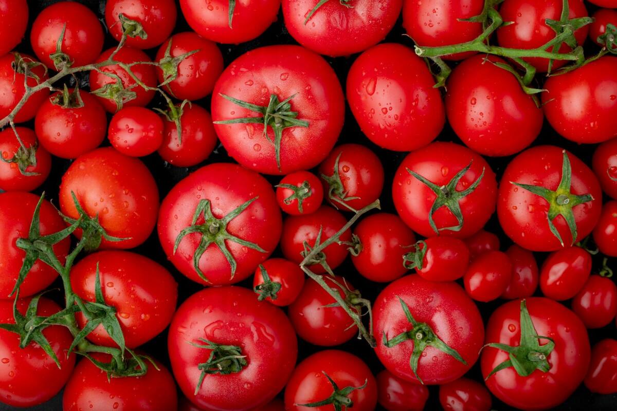 El tomate es el más exportado de Chile.