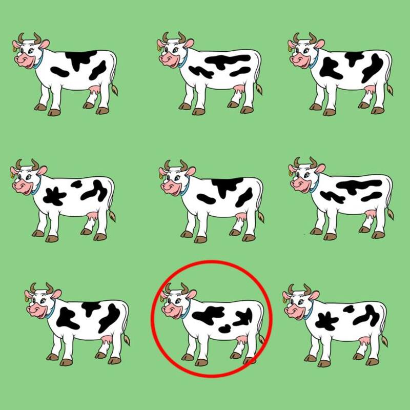 Solución: ¿Puedes identificar cuál de las vacas en esta imagen no tiene par? - brightside.me