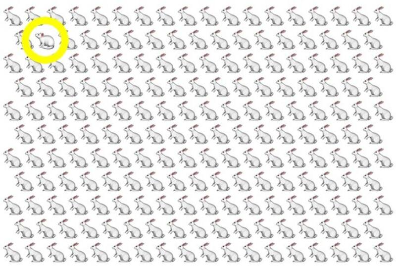 Solución: ¿Puedes identificar qué animal se esconde dentro de la imagen con conejos? - brightside.me