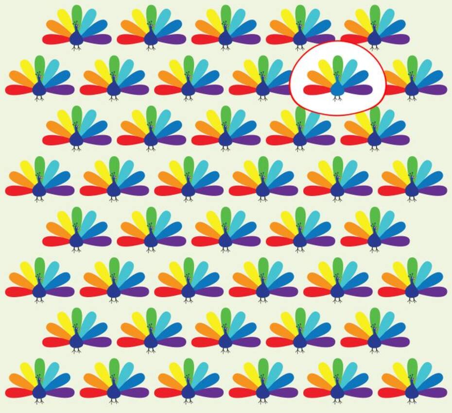 Solución: ¿Puedes identificar cuál de estos pavos reales es diferente? - brightside.me