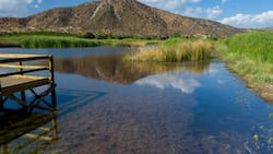 A menos de una hora de Santiago: Conoce este bello humedal ideal para escapar del estrés de la ciudad