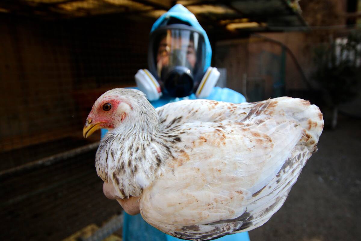 Hay un incremento de casos de contagios de gripe aviar en mamíferos marinos de la macrozona Norte del país - Imagen referencial de Gripe Aviar.
Javier Salvo/ Aton Chile