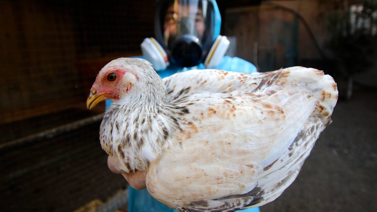 ¿Cómo se contagia la Gripe Aviar en humanos?