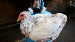 ¿Cómo se contagia la Gripe Aviar en humanos?