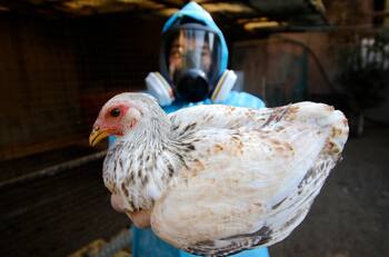 ¿Cómo se contagia la Gripe Aviar en humanos?