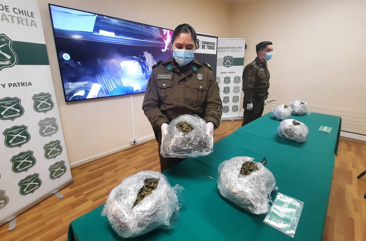 70 millones de pesos incautados en Marihuana: El OS7 y la batalla contra el tráfico en la Ruta 5 Sur