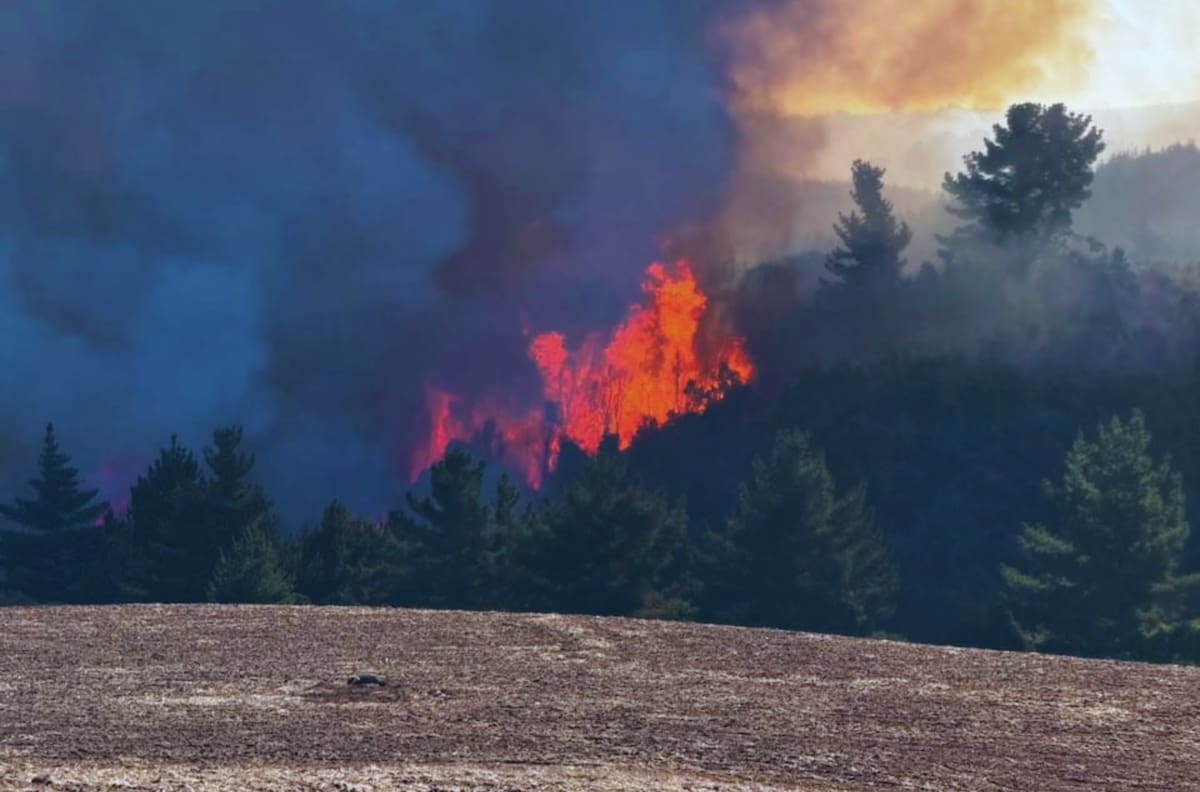 VIDEO | Alerta Amarilla en Pichilemu por incendio forestal: fuego amenaza con consumir varias hectáreas