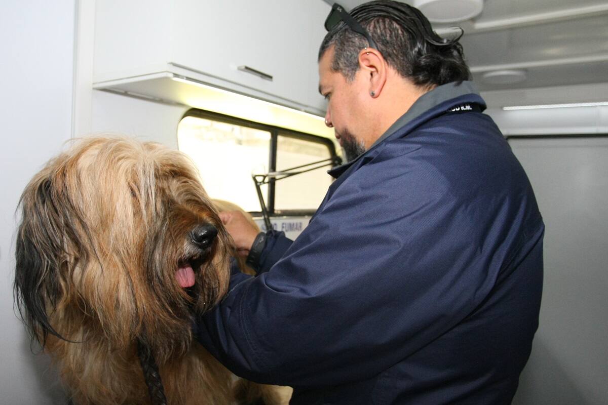 Conoce los Centros de Atención Veterinaria para mascotas afectadas por los incendios.