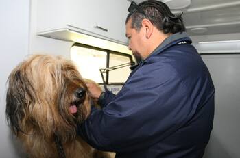 Revisa dónde están los Centros de Atención Veterinaria para mascotas afectadas por incendios