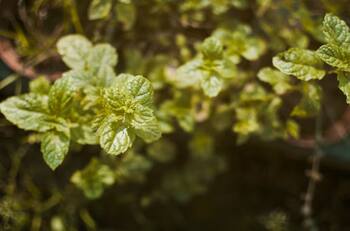 Esta es la infusión que te ayudará a regular la hormona del estrés: sus propiedades te sorprenderán
