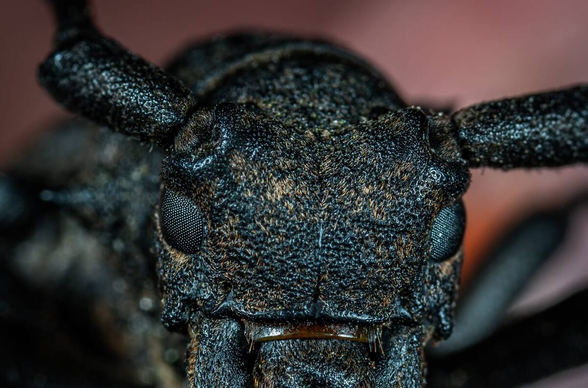 Qué significado tiene cada insecto que aparece dentro de tu casa