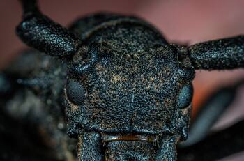 Qué significado tiene cada insecto que aparece dentro de tu casa