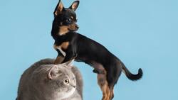 Estos son 10 nombres populares que no deberías ponerle a tu mascota, según la IA