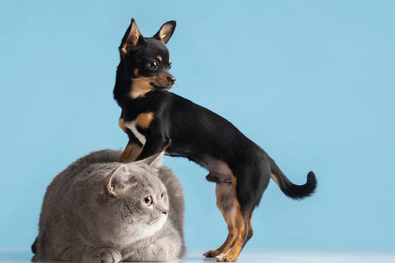 ¿Tiene tu mascota alguno de estos nombres?