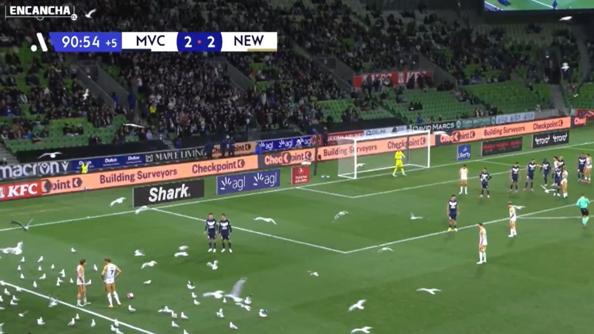 VIDEO | ¡Al más puro estilo Hitchcock! Cientos de aves invaden la cancha en pleno partido
