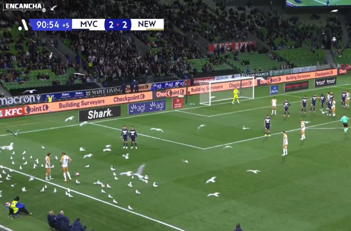 VIDEO | ¡Al más puro estilo Hitchcock! Cientos de aves invaden la cancha en pleno partido