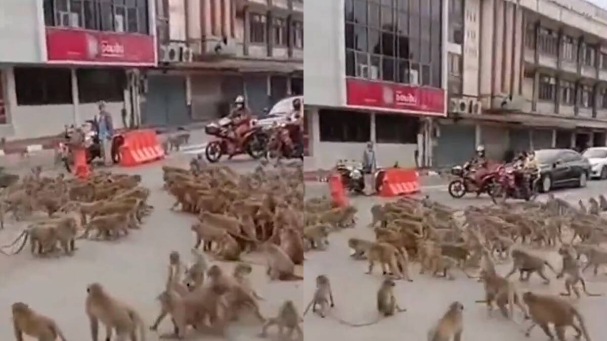 Video | Violenta pelea de bandas rivales de monos en Tailandia: animales se estarían apoderando de la ciudad