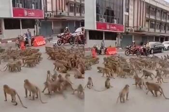 Video | Violenta pelea de bandas rivales de monos en Tailandia: animales se estarían apoderando de la ciudad